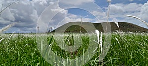 pampas grass blooms in summer