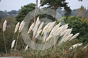 Pampas grass blowing in wind
