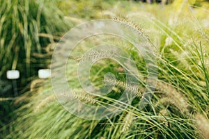 Pampas grass blowing in the wind. Cortaderia selloana moving in the wind. Bright and clear scene