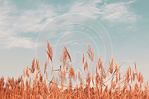 Pampas grass in blue sky with clouds. Abstract natural minimal background of Cortaderia selloana fluffy plants moving in