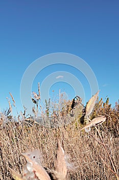 Pampas grass with blue sky and clouds at sunny day. Landscape with dried reeds and grass. Natural background, outdoor, golden