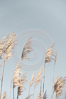 Pampas Grass Blue Sky. Creative, minimal, bright and airy styled concept photo