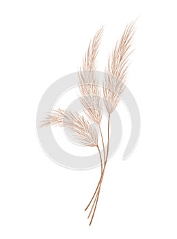 Pampas grass branch. Dry feathery head plume, used in flower arrangements, ornamental displays, interior decoration