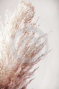 Pampas grass branch on white background. natural background