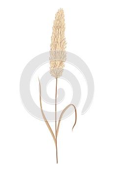 Pampas grass branches. Dry feathery head plumes, used in flower arrangements, ornamental displays, interior decoration
