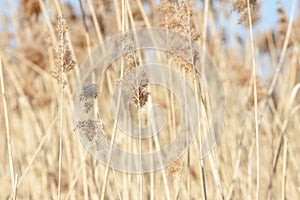 Pampas grass in the breeze with blue sky in a calm nature background