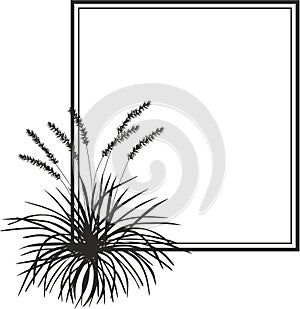 Pampas grass bush isolated on white background