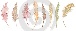 Pampas grass clipart. Watercolor illustration of tropical plant. Colorful exotic set.