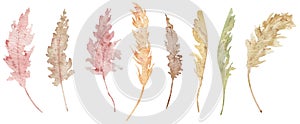 Pampas grass clipart. Watercolor illustration of tropical plant. Colorful exotic set. photo