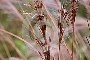 Pampas grass close up