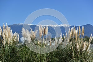 Pampas grass, or cortaderia