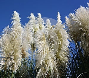 Pampas grass, or cortaderia