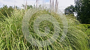 Pampas grass cortaderia close-up, full screen. Long, narrow, dense green leaves.