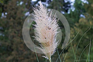 Pampas grass, or Cortaderia Sello, or Cortaderia dioecious (Latin Cortaderia selloana)