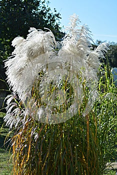 Pampas grass - Cortaderia selloana