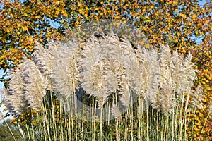 Pampas grass cortaderia selloana