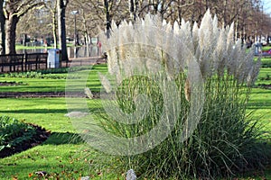 Pampas grass (Cortaderia selloana) photo