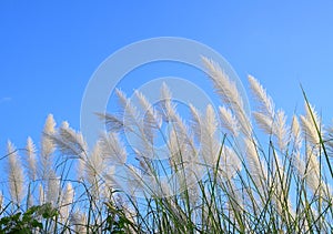 Pampas grass or Cortaderia selloana photo