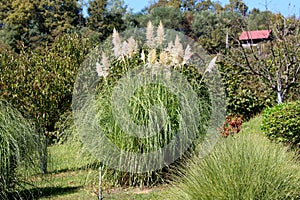 Pampas grass or Cortaderia selloana flowering plant growing like large bush planted in home orchard surrounded with other plants