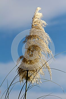 Pampas grass or Cortaderia selloana flowering plant single cluster of flowers in a dense white panicle on cloudy blue sky back