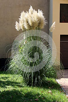 Pampas grass or Cortaderia selloana flowering plant tall narrow grass with long and slender green leaves growing in front yard