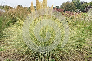 Pampas grass Cortaderia selloana Golden Goblin with creme white plumes