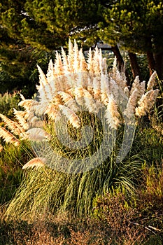Pampas grass (Cortaderia selloana) photo