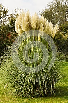 Pampas grass cortaderia selloana growing in a garden photo