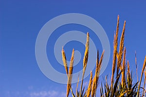 Pampas grass