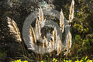 Pampas Grass or Cortaderia selloana lit from back, landscape image