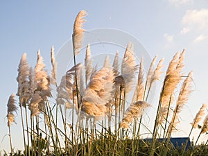 Pampas grass, Cortaderia selloana outdoors