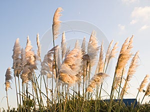 Pampas grass, Cortaderia selloana outdoors photo