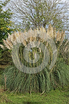 Pampas Grass (Cortaderia selloana photo