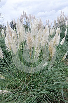 Pampas grass Cortaderia selloana pumila flowering plant