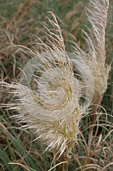 Pampas grass, Cortaderia selloana is a species of the sweet grass family. A ornamental plant as a shrub, cut flower,