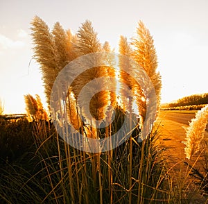 Pampas grass (Cortaderia selloana) in square composition