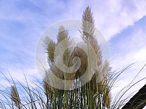 Pampas grass (Cortaderia selloana) under blue sky with cirrus clouds