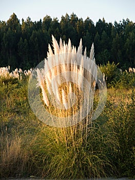 Pampas grass, Cortaderia selloana in vertical composition