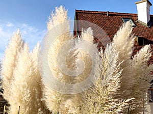 Pampas grass (Cortaderia selloana) white silver colored with rooftop and sky background in detailed view