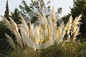 Pampas Grass Cortaderia selloana in wild nature photo photo