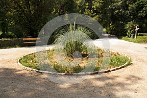 Pampas grass on flowerbed photo of central park in Athens, Greece
