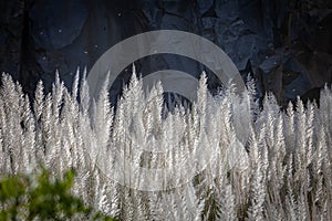 Pampas grass flowing with gentle breeze during the summer day