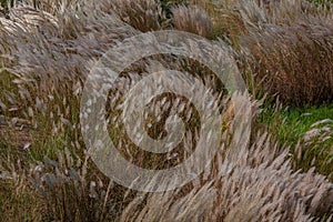 Pampas grass flowing with gentle breeze during the summer day