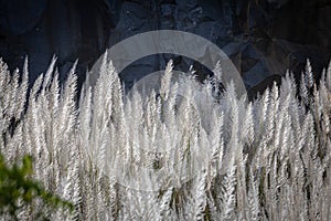 Pampas grass flowing with gentle breeze during the summer day