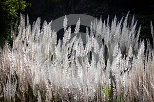 Pampas grass flowing with gentle breeze during the summer day