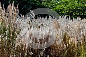 Pampas grass flowing with gentle breeze during the summer day