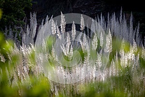 Pampas grass flowing with gentle breeze during the summer day