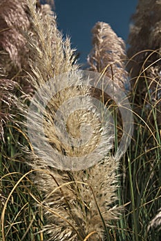 pampas grass, fluffy yellow and pink inflorescences of Cortaderia