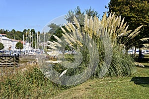 Pampas grass in France