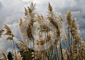 Pampas Grass in full bloom